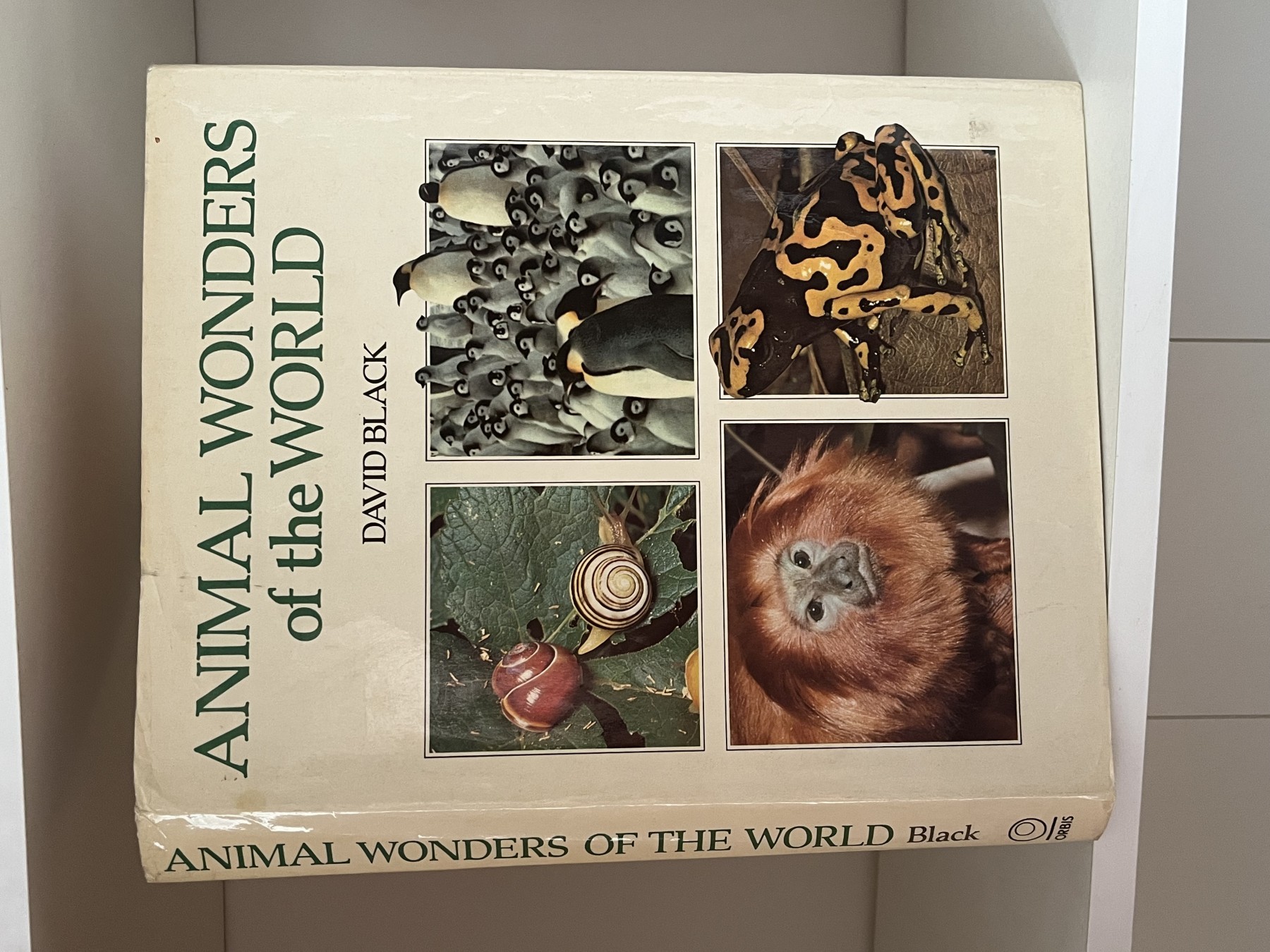 Animal Wonders of the World — David Black