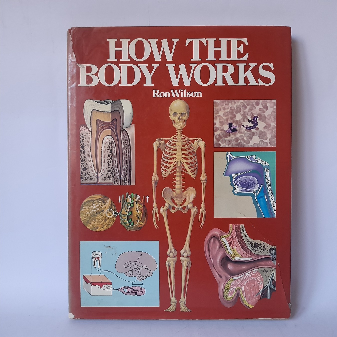 How the Body Works