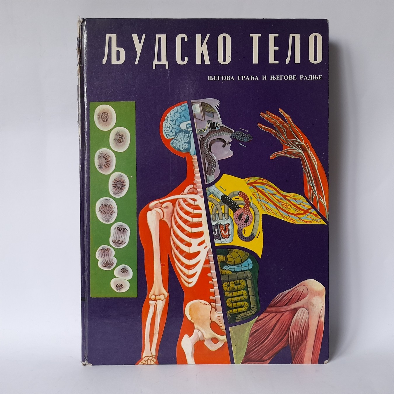 Ljudsko telo, njegova građa i njegove radnje